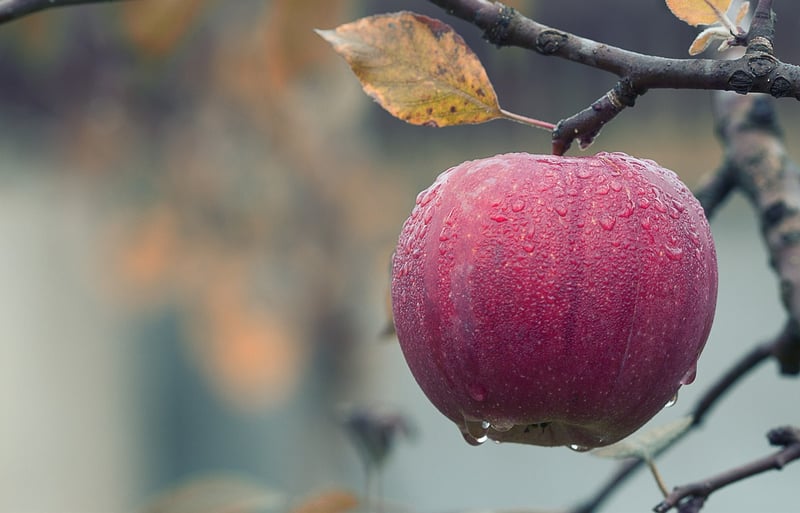 Apple Tree