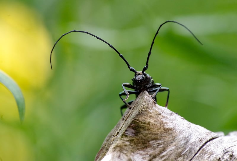 Ground Beetle