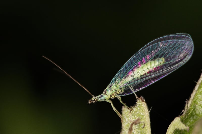 Lacewing